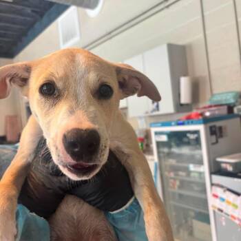 Fabio -  Mixed Breed Dog for Adoption in Huntington, West Virginia - Fabio | PetCurious