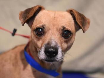 Pebble -  Chihuahua and Terrier Dog for Adoption in Portland, Oregon - Pebble | PetCurious