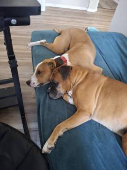 Maxine -  Mixed Breed and Pit Bull Terrier Dog for Adoption in Austin, Texas - Maxine | PetCurious