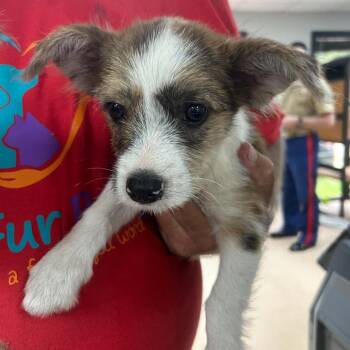 Cookie Dough -  Cardigan Welsh Corgi and Australian Shepherd Dog for Adoption in Tyler, Texas - Cookie Dough | PetCurious