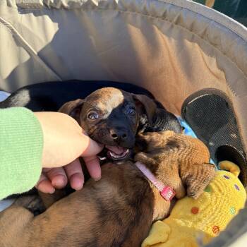 Rescue Mixed Breed Dogs for Adoption in Chicago, Illinois - Tree Girls | PetCurious