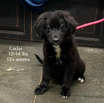 Australian Shepherd Dogs Available for Adoption in Newport, Kentucky - Lulu | PetCurious