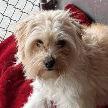 Rescue Mixed Breed Dogs for Adoption in Park City, Utah - Lucky | PetCurious