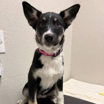 German Shepherd Dog Dogs Available for Adoption - 373 (2026) | PetCurious