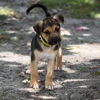 CHUCKY -  Shepherd and Mixed Breed Dog for Adoption in West Palm Beach, Florida - CHUCKY | PetCurious