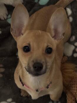 Chihuahua Dogs Available for Adoption - Betty | PetCurious