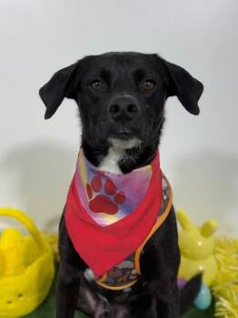 Matt-One of our Amazing Rescue Dogs -  Labrador Retriever and Mountain Cur Dog for Adoption in Carlsbad, California - Matt-One Of Our Amazing Rescue Dogs | PetCurious