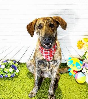 CAMP -  Labrador Retriever Dog for Adoption in Castro Valley, California - CAMP | PetCurious