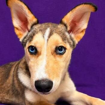 Scallop -  Husky Dog for Adoption in Waterloo, Iowa - Scallop | PetCurious
