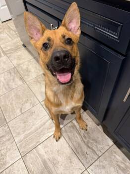 German Shepherd Dog Dogs Available for Adoption in Thibodaux, Louisiana - Ozzy | PetCurious