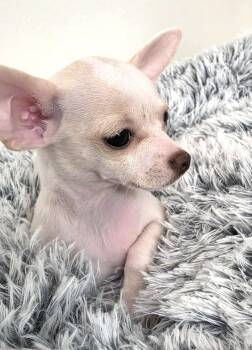 Venus -  Chihuahua Dog for Adoption in Savannah, Georgia - Venus | PetCurious