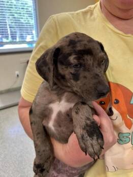 Alexandra -  Mixed Breed Dog for Adoption in Kansas City, Missouri - Alexandra | PetCurious