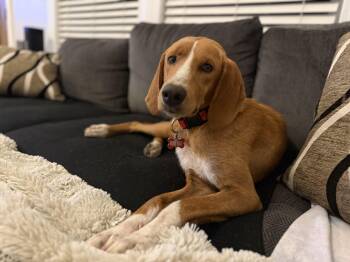 Flora Fae -  Coonhound and Beagle Dog for Adoption in Mt. Juliet, Tennessee - Flora Fae | PetCurious
