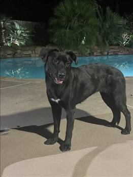 Rescue Labrador Retriever and Mixed Breed Dogs for Adoption in Conroe, Texas - SOFIA | PetCurious