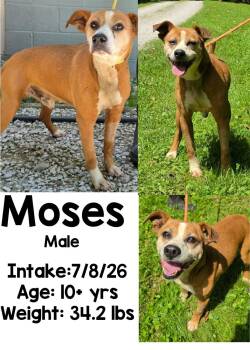 Moses -  Terrier Dog for Adoption in Staffordsville, Kentucky - Moses | PetCurious