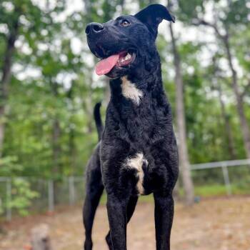 Rescue Black Labrador Retriever and Hound Dogs for Adoption in Lyndhurst, Virginia - Reena | PetCurious