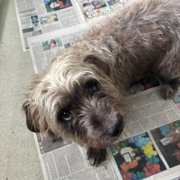 Shaggy -  Terrier and Mixed Breed Dog for Adoption in Clanton, Alabama - Shaggy | PetCurious