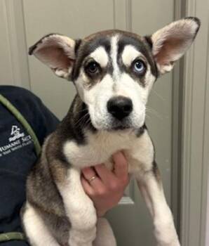 Siberian Husky Dogs Available for Adoption in Littleton, Colorado - Ladybug | PetCurious