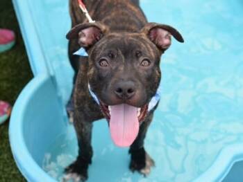 Rescue Mixed Breed Dogs for Adoption in New York, New York - Aloe | PetCurious