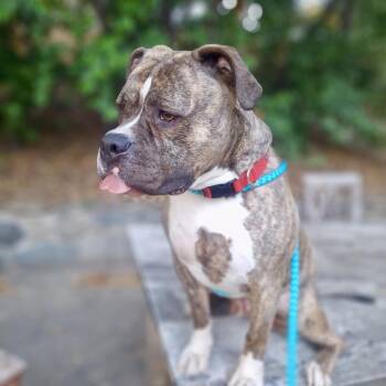 Rescue American Bulldog Dogs for Adoption in Los Angeles, California - Fozzy | PetCurious