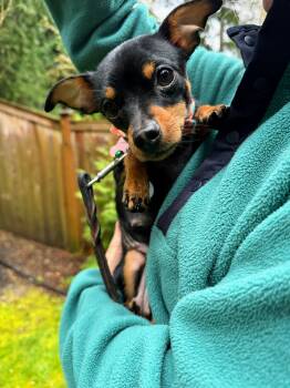 Chihuahua and Terrier Dogs Available for Adoption in Bothell, Washington - Pinto | PetCurious