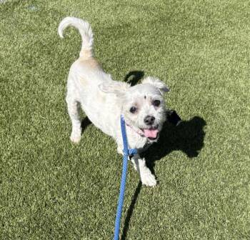 Judy -  Terrier Dog for Adoption in Salt Lake City, Utah - Judy | PetCurious