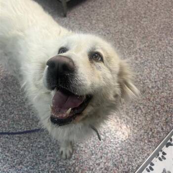Great Pyrenees and Mixed Breed Dogs Available for Adoption - Sariah | PetCurious