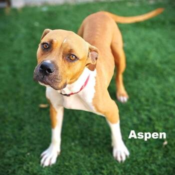 Boxer and American Bully Dogs Available for Adoption in Palm Harbor, Florida - Aspen | PetCurious
