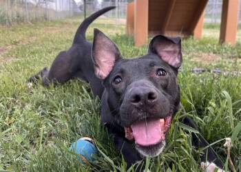 HARLEY -  Pit Bull Terrier and Mixed Breed Dog for Adoption in Colorado Springs, Colorado - HARLEY | PetCurious