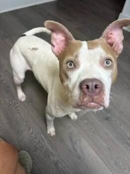 Mabel -  Pit Bull Terrier Dog for Adoption in Austin, Texas - Mabel | PetCurious