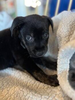 Rescue Terrier Dogs for Adoption in Liverpool, Texas - Holly | PetCurious