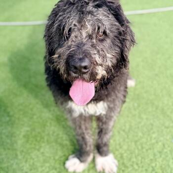 Buddy A2249753 -  Labrador Retriever and Standard Poodle Dog for Adoption in Los Angeles, California - Buddy A2249753 | PetCurious