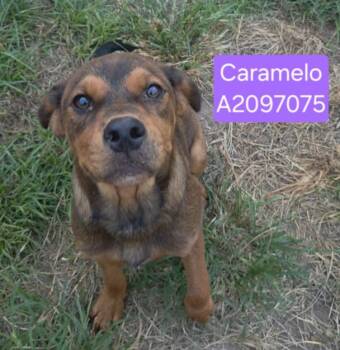 CARAMELO -  Mastiff and Mixed Breed Dog for Adoption in Houston, Texas - CARAMELO | PetCurious