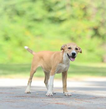Ringo -  Yellow Labrador Retriever and Labrador Retriever Dog for Adoption in Lucedale, Mississippi - Ringo | PetCurious