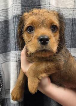Atlas -  Cavalier King Charles Spaniel and Pug Dog for Adoption in Malvern, Pennsylvania - Atlas | PetCurious