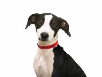SIMONA -  Labrador Retriever and Mixed Breed Dog Available for Adoption in Fort Lauderdale, Florida - SIMONA | PetCurious