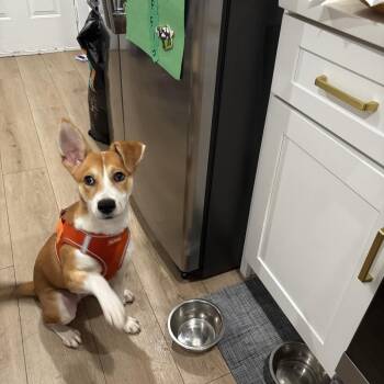 Chikis -  Shepherd Dog for Adoption in Chicago, Illinois - Chikis | PetCurious