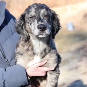 Labrador Retriever and Mixed Breed Dogs Available for Adoption - CT Taco | PetCurious