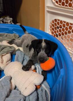 Wilson the Cattle Dog company -  Australian Cattle Dog Blue Heeler Dog for Adoption in Muskego, Wisconsin - Wilson The Cattle Dog Company | PetCurious