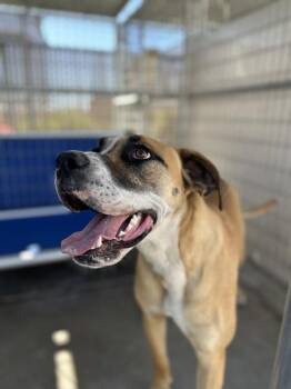 Great Dane and Boxer Dogs Available for Adoption in Victorville, California - Vicky | PetCurious