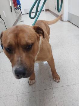 No Creek Rd 3(The Dude) -  Pit Bull Terrier Dog Available for Adoption in Mocksville, North Carolina - No Creek Rd 3(The Dude) | PetCurious