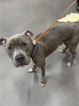 Pit Bull Terrier and Mixed Breed Dogs Available for Adoption - JESSI | PetCurious