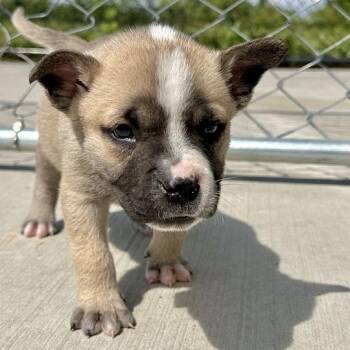March -  Mixed Breed Dog for Adoption in Matteson, Illinois - March | PetCurious