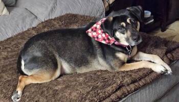 Rescue German Shepherd Dog Dogs for Adoption in Parma Heights, Ohio - Lucy | PetCurious