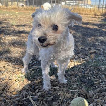 Sora (Hospice Senior) -  Miniature Poodle Dog for Adoption in The Dalles, Oregon - Sora (Hospice Senior) | PetCurious