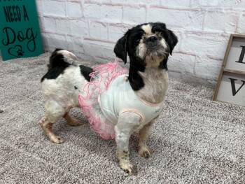 Bitsy -  Shih Tzu and Mixed Breed Dog for Adoption in Oxford, Michigan - Bitsy | PetCurious