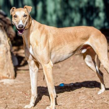 Greyhound Dogs Available for Adoption in Seattle, Washington - Eric | PetCurious