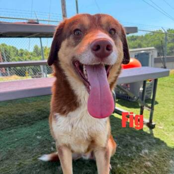 Fig -  Husky and Mixed Breed Dog for Adoption in Mooresville, North Carolina - Fig | PetCurious