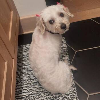 Poodle and Terrier Dogs Available for Adoption - Holly | PetCurious