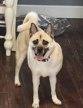 Pug Dogs Available for Adoption in Celina, Ohio - Lanie | PetCurious